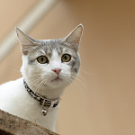 বিড়াল (Cat)