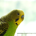 বাজেরিগার (Budgerigar)