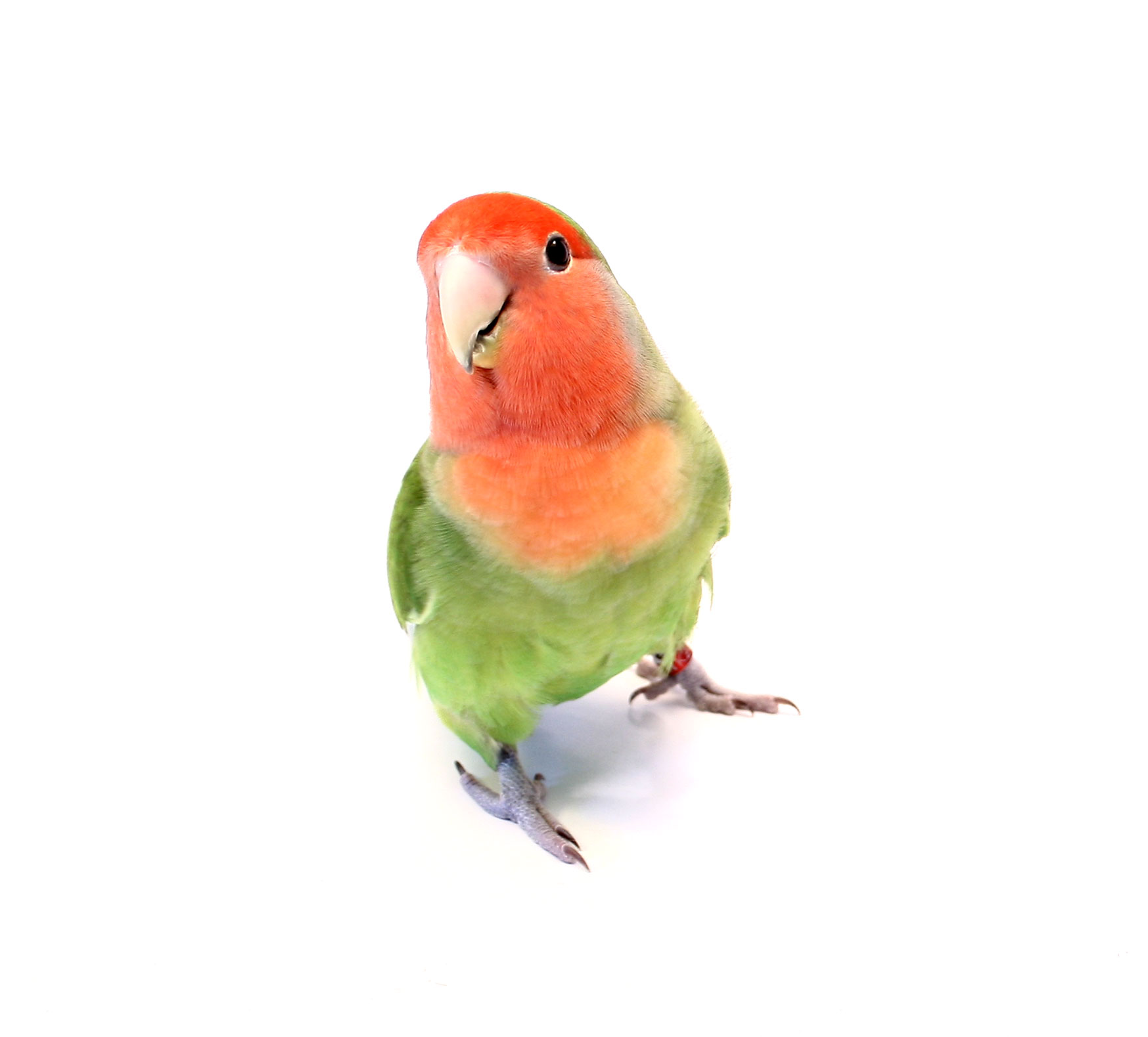 প্যারাকিট প্রজাতির পাখির প্রতিদিনের খাবার