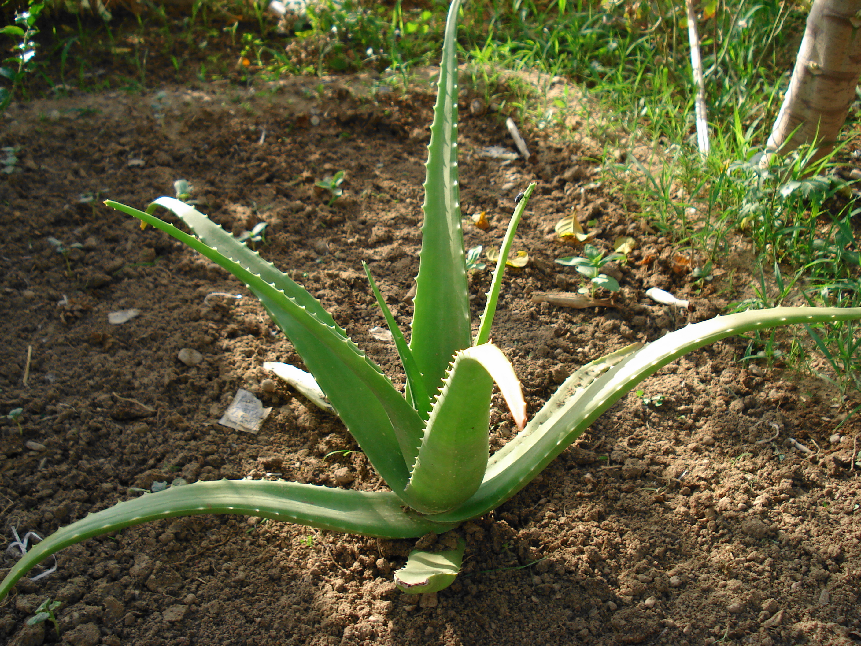 ঘৃতকুমারী(Aloe vera) থেকে তৈরি দ্রবন/শরবত