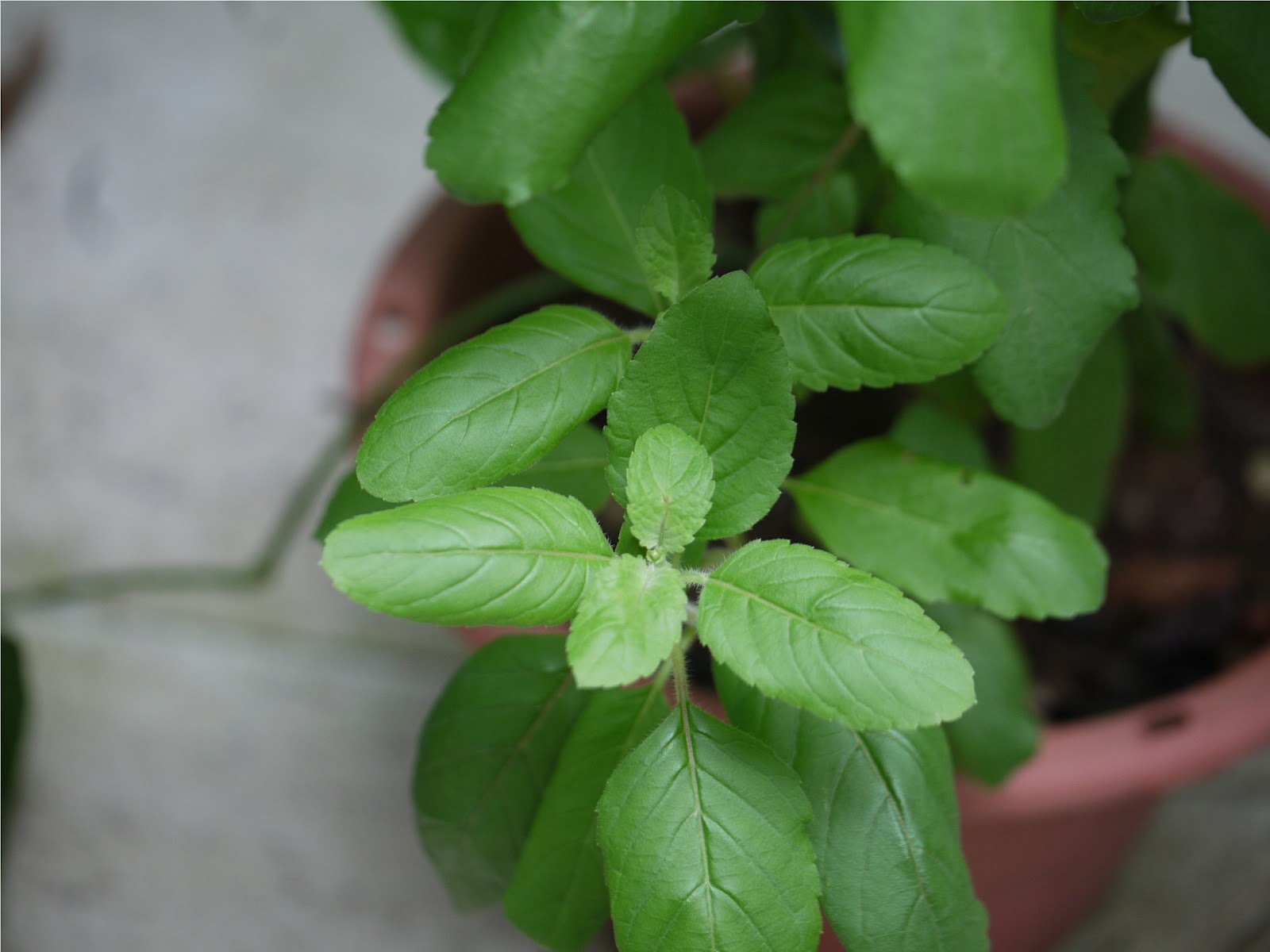 তুলসির দ্রবন/শরবত