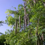 সজনে গাছ