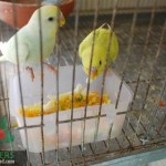 পাখির জন্য টাটকা সবজি