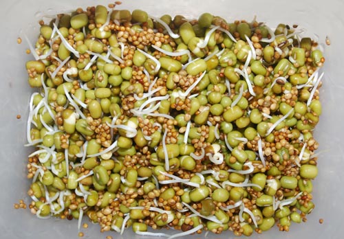 পাখির জন্য অঙ্কুরিত বীজ