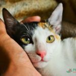 বিড়াল পালনের বিস্তারিত নির্দেশিকা