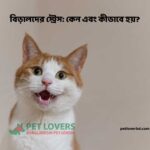 বিড়ালদের স্ট্রেস: কেন এবং কীভাবে হয়?