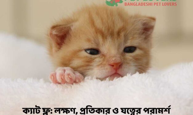 ক্যাট ফ্লু: লক্ষণ, প্রতিকার ও যত্নের পরামর্শ