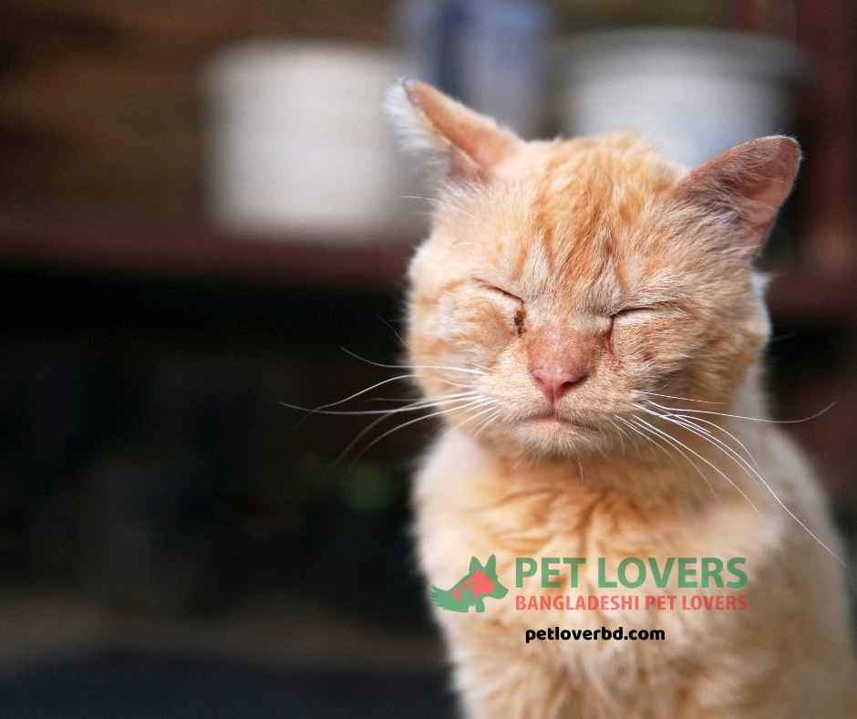 Sick Cat with closed eyes