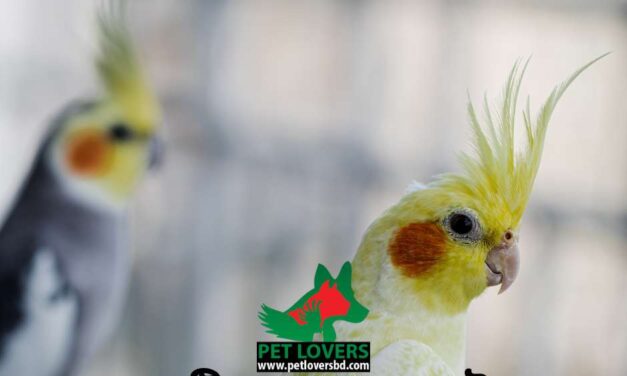 ককাটিয়েল পালন গাইড